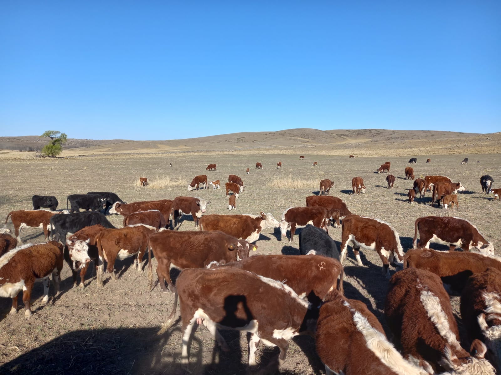 Disponemos de campos Ganaderos en La Pampa y San Luis. Valor por HECTAREA